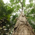 Autoridades CITES y Autoridades Forestales de los Países Miembros se reúnen para definir Grupos de Trabajo